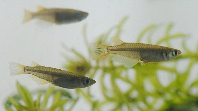 メダカの目が出るポップアイの症状と原因