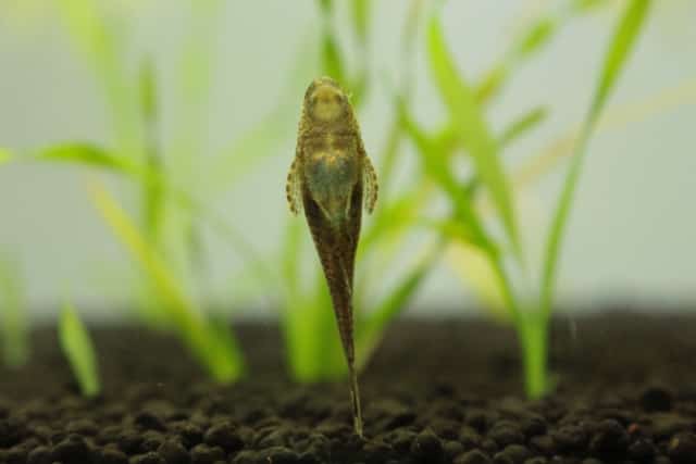 アオミドロの駆除と他の対策生物