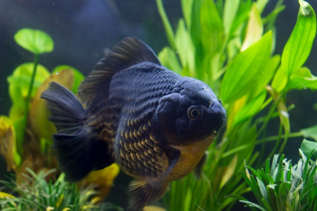 健康を守るピンポンパール水槽レイアウトの注意点