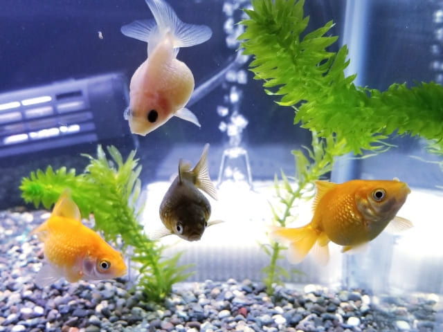 アイテム別ピンポンパール水槽レイアウト術