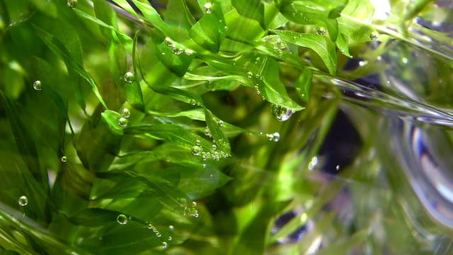 アナカリスの増えすぎを防ぐ・対処する方法