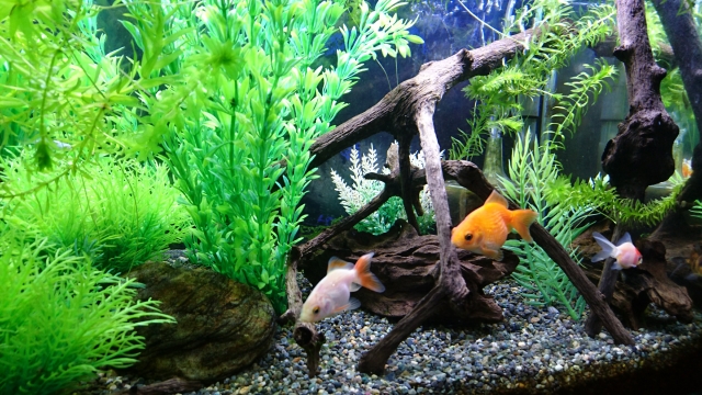 アナカリスの植え方 砂利での管理と増やし方