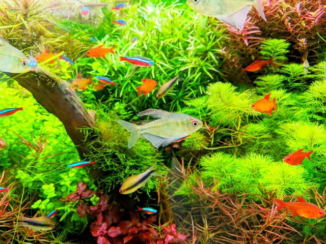 治療中の水草への影響