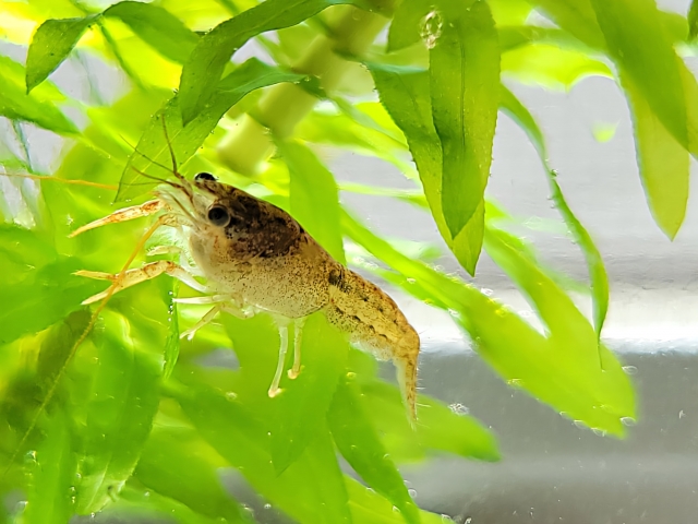 アナカリスが溶ける・枯れるときの対処法と復活のコツ