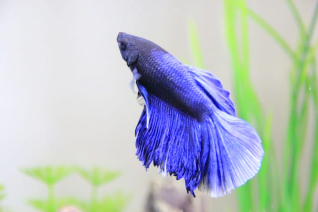 ベタの尾ぐされ病を治すには？塩浴・薬浴の正しいやり方