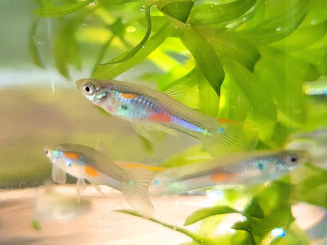 アナカリスを浮かべるメリットと効果