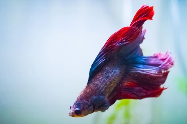 ベタの尾ぐされ病とは？他の病気との違いと症状の進行を解説