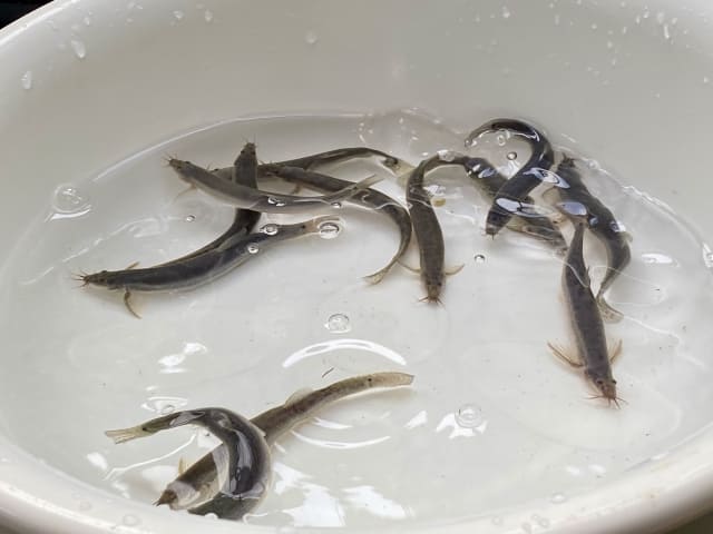 白点病にかかったドジョウの治療法