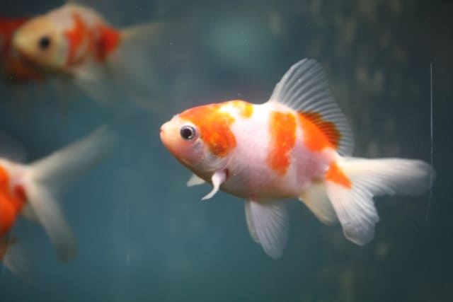 出目金や金魚を襲う白点病、初期症状の見極め方