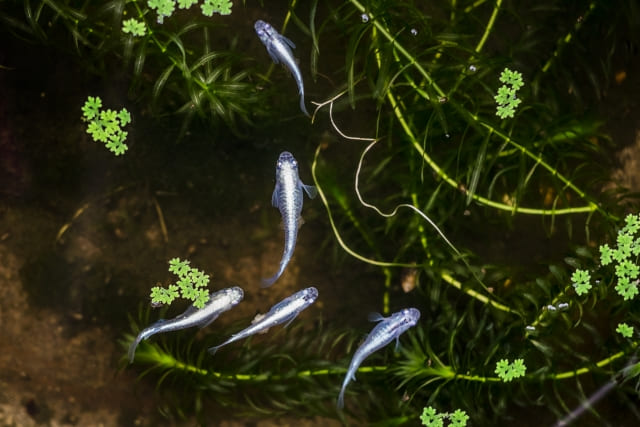 ビオトープでの冬越し方法