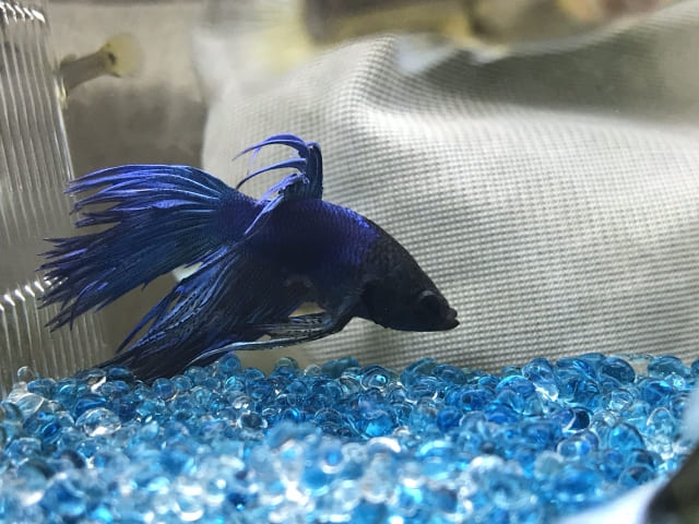 治療後のケアと再発防止｜尾びれを元気に再生させるコツ