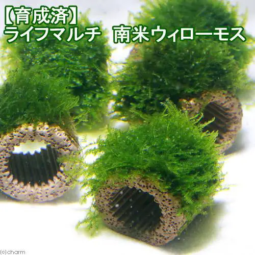 南米ウィローモス